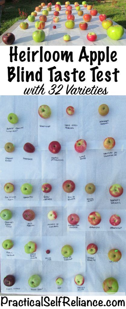 Heirloom Apple Blind Taste Test Christian Witch, Seasonal Recipes Fall, Canning Apples, Homestead Blog, Nut Trees, Modern Homestead, Modern Homesteading, Growing Fruit Trees, Homestead Ideas