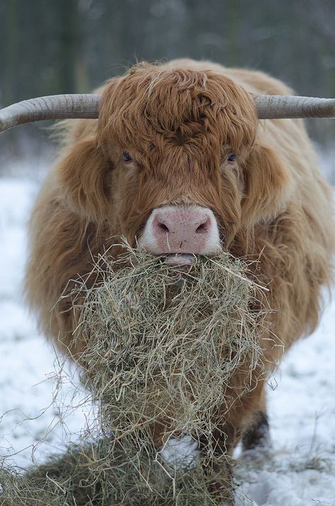 cow + beard | by MBoom Scottish Coo, Hyland Cow, Cow Eating, Long Horns, Duck Commander, Scottish Highland Cow, Fluffy Cows, Highland Cows, Highland Cattle