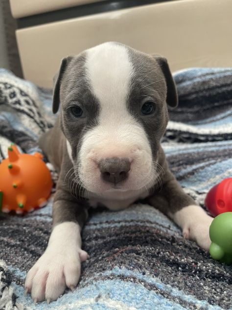 Pitbull puppies Rednose Pitbull Puppies, Pitbull Training, Pitbull Puppies For Sale Near Me, Pitbull Mix Puppies, Blue Nose Pitbull Puppies, Pitbull Puppies For Sale, Blue Nose Pitbull, Akita Puppies, Bull Terrier Puppy