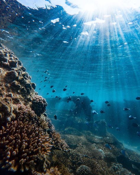 Ocean Life Photography, Mermaid Island, Ocean Projects, Jacques Yves Cousteau, Giant Waves, Beach Mermaid, Water Images, Beneath The Sea, Under The Ocean