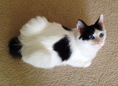 Japanese Bobtail kitten from above. Photo by Stacy Alynn. Japanese Bobtail Cat Aesthetic, Supernatural Au, Japanese Bobtail Cat, Tenko Chabashira, Bobtail Cat, Japanese Bobtail, Animal References, Pet Breeds, Cat Breed