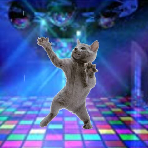 Kitty 😽 Cats Partying, Cat Meme Pfp, Cat Memes Cute, Cat Laughing, Cat Mem, Rock Cat, Pfp Cat, Memes Cute, Cute Quotes For Instagram