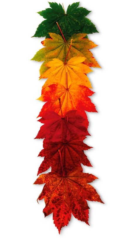 Leaves from the Maple Tree in the autumn months between September and November. Garden Unit Study, Maple Leaf Tree, Garden Unit, Blueberry Plant, Leaves Changing Color, Autumn Display, Leaf Crafts, Autumn Nature, Unit Study