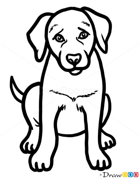 Lab Outline Drawing, Dog Drawing Simple, Black Labrador Puppy, Puppy Labrador, Puppy Pics, Dog Drawings, Angry Dog, Puppy Drawing, Kids Animals