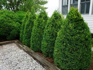 green mountain boxwood Shrub Landscaping, Common Boxwood, Boxwood Shrub, Buxus Microphylla, Front Door Landscaping, Front Porch Landscape, Boxwood Landscaping, Cypress Mulch, Shrubs For Landscaping