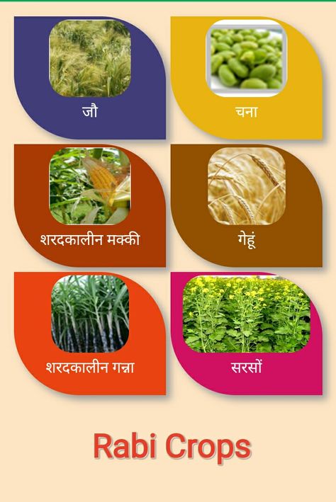 Rabi Crops Images, Crop Pictures, Atlas Map, Elementary Classroom Decor, Good Vocabulary Words, Good Vocabulary, Buddha Image, Charts For Kids, Crop Image