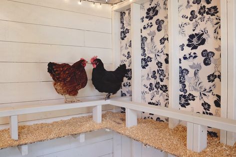 How to Wallpaper a Chicken Coop Chicken Run Plans, How To Wallpaper, Walk In Chicken Run, Coop Decor, Fancy Farm, Chicken Coop Decor, Chicken Shed, Beats Wallpaper, Backyard Chicken Coop Plans