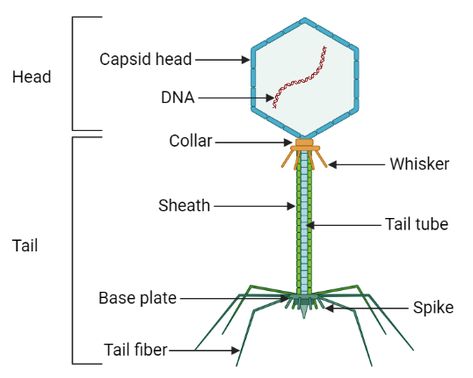 Lysogenic Cycle, Lytic Cycle, General Biology, Cell Organelles, Types Of Cycling, Dna Replication, Cell Cycle, Nucleic Acid, Electron Microscope