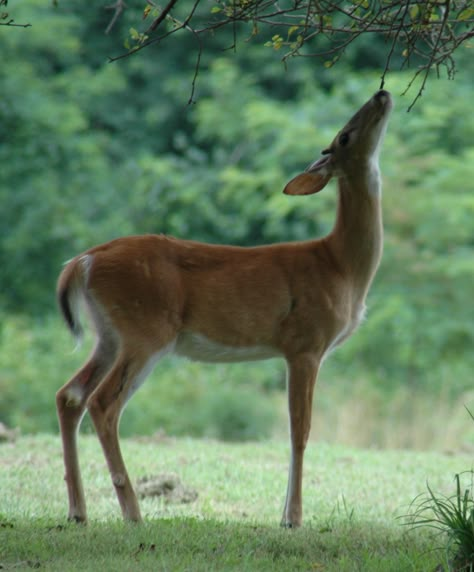 Deer Fencing, Whitetail Deer Pictures, Field Mice, Deer Fence, Deer Photos, Deer Doe, Deer Pictures, Animal Study, Whitetail Deer