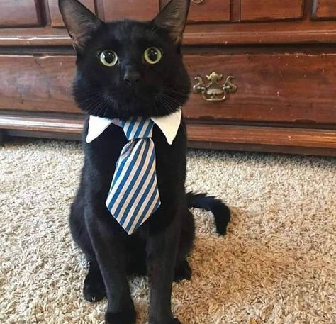 Cats With Jobs, 0.5 Cats, Cats In Suits, Cat In A Suit, Meme Cats, Black Cat Breeds, Business Cat, Glume Harry Potter, Silly Cats Pictures