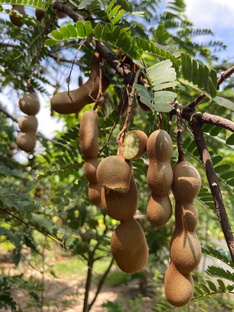 African Fruits, Vegetables List, Fruits And Vegetables List, Tamarind Tree, Tamarind Fruit, Fruit Tree Garden, Food Forest Garden, Rose Flower Photos, Sunset Quotes Instagram