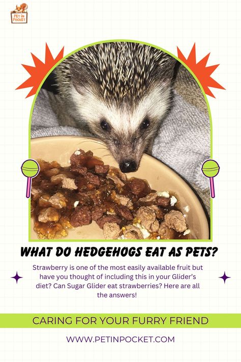 Want to know what hedgehogs eat as pets? Check out our guide on the best foods for your prickly pal! #HedgehogDiet #PetCare What Do Hedgehogs Eat, Hedgehog Diet, Meal Chart, Hedgehog Pet, Hedgehogs, Best Foods, Pet Care, Pet