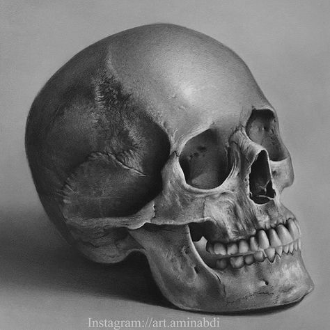 Skull Real, Makeup Pinterest, Realistic Skull, Skull Anatomy, Skull Reference, Skull Model, Skull Realistic, Skull Sketch, Real Skull