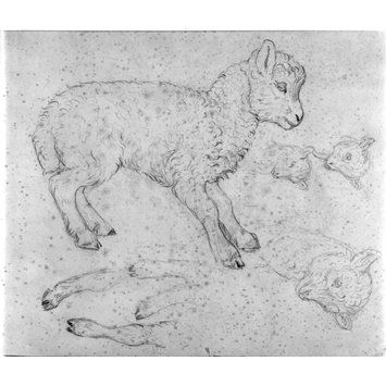 Lamb Laying Down Drawing, Lamb Drawing Reference, Lamb Reference, Garden Reference, Bd Gift, Lamb Drawing, Peter Rabbit Books, Aesops Fables, Reference Pics