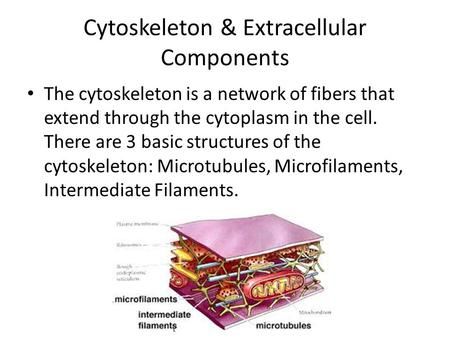 Cytoskeleton Notes, Medical Herbalism, Cell Junction, Gap Junction, Bio Project, Human Physiology, Eukaryotic Cell, Vet Medicine, Collagen Fibers