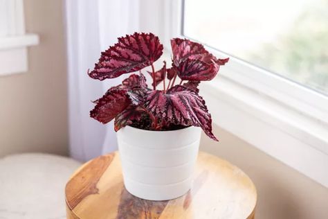 An Introduction to Growing Begonias Begonia Species, Oyster Plant, Peace Lillies, Plant Parenthood, Rex Begonia, Rubber Tree Plant, Nerve Plant, Arrowhead Plant, Indoor Flowering Plants