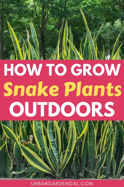 Growing snake plants outdoors Outdoor Snake Plant Ideas, Outdoor Snake Plant, Snake Plant Outdoors, Snake Plant Outdoor Landscape, Snake Plants Outdoors, Snake Plant Indoor, Sansevieria Plant, Snake Plants, Plant Indoor