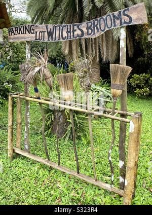 Parking Lot Witches Brooms, Santa Cruz Island highlands, Galápagos Islands Stock Photo - Alamy Broom Parking, Witches Brooms, Witch Hut, Santa Cruz Island, Halloween Diy Outdoor, Witch Diy, Witch Broom, Galapagos Islands, Brooms