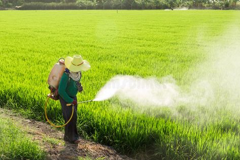 Farmers spraying pesticides. In rice fields , #affiliate, #spraying, #Farmers, #pesticides, #fields, #rice #ad Chemical Pollution, Dog Illnesses, Bug Spray, Cute Couple Poses, Animal Hospital, All About Plants, Water Plants, Pesticides, Plant Life