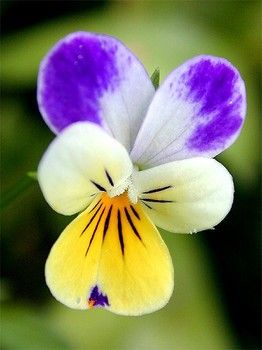 Wild Pansy, viola tri-color, also called Heartsease and Johnny-Jump-Up[-And-Kiss-Me]<3 Calyx Flowers, Viola Tricolor, Wild Pansy, Flower Jelly, Johnny Jump Up, How To Make Jelly, Viola Flower, Wild Flower Meadow, Perennial Flowers