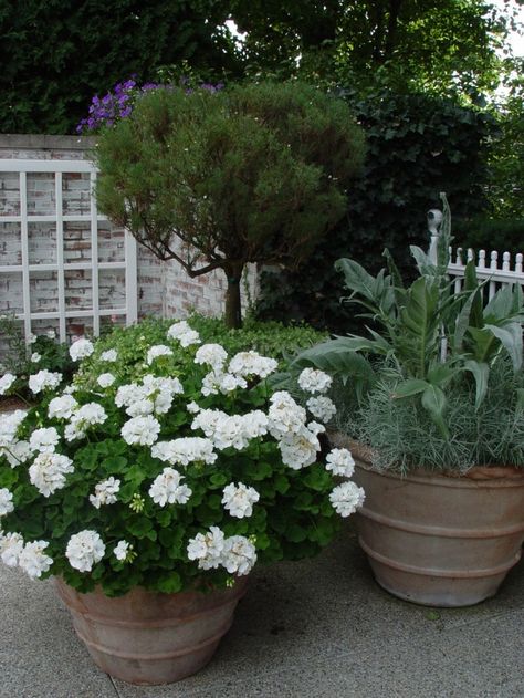 For a mass of white flowers all summer long, plant a pot of white geraniums, just remember to feed and deadhead often White Geraniums, White Flowers Garden, Moon Garden, Have Inspiration, Garden Containers, White Gardens, Container Flowers, Container Plants, Front Garden