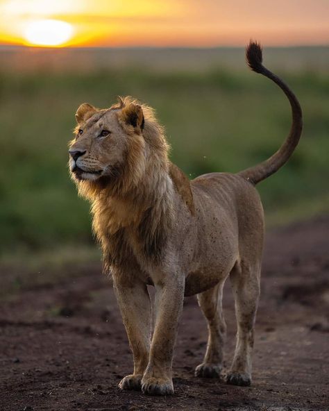 Big Cat Reference Photo, Lioness Laying Down, Maned Lioness Oc, Lion Pose Reference, Lion Reference Photo, Maned Lioness, Lion Poses, Lioness Roar, Lion Aesthetic