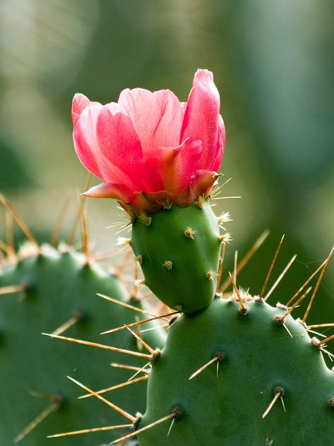 Cactus Flower Painting, Cactus Indoor, Cactus Photography, Flower Cute, Cactus Painting, Cute Cactus, Orchid Arrangements, Cactus Art, Cactus Flowers