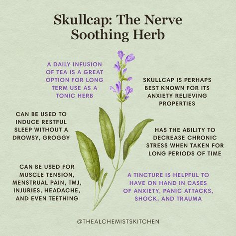 Skullcap (Scutellaria lateriflora), or American Skullcap, is a beloved herb amongst Western herbalists and herbal medicine enthusiasts. In fact, herbalist 7Song calls it a “gateway herb” because of its ability to demonstrate to the general public just how powerful herbs can be. It boasts an undeniable effectiveness in reducing stress and nourishing the nervous system. Medicinal Herbs Garden, Magickal Herbs, Witch Herbs, Medical Herbs, Magia Das Ervas, The Nerve, Magic Herbs, Magical Herbs, Herbal Apothecary