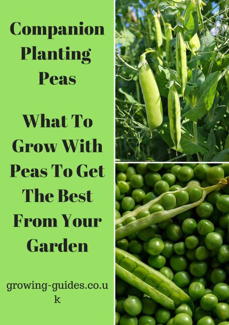 Companion Planting Peas | Growing Guides Peas Companion Planting, Garden In Minecraft, Eggplant Companion Plants, Nitrogen Fixers, Planting Peas, Lavender Companion Plants, Potato Companion Plants, Strawberry Companion Plants, Companion Planting Chart