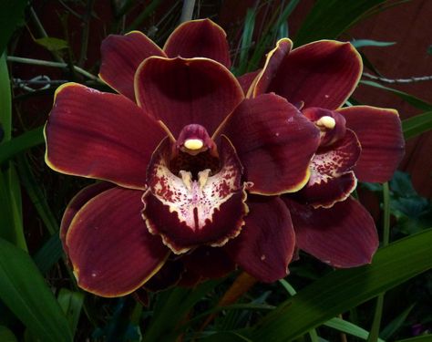 Burgundy Orchid Burgundy Orchid Wedding Bouquet, Moody Orchid Bouquet, Dark Orchid Aesthetic, Burgundy Orchid, Red Orchid Aesthetic, Orchid Boutonniere, Orchid Wedding Cake, Exotic Wedding, Winter Centerpieces