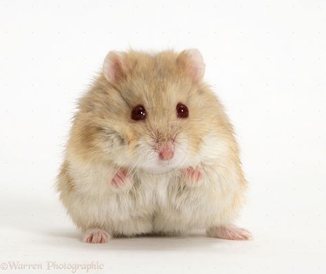 Hamster Photo, Siberian Hamster, Russian Hamster, Hamster Breeds, Bear Hamster, Hamster Pics, Cage Hamster, Baby Hamster, Funny Hamsters