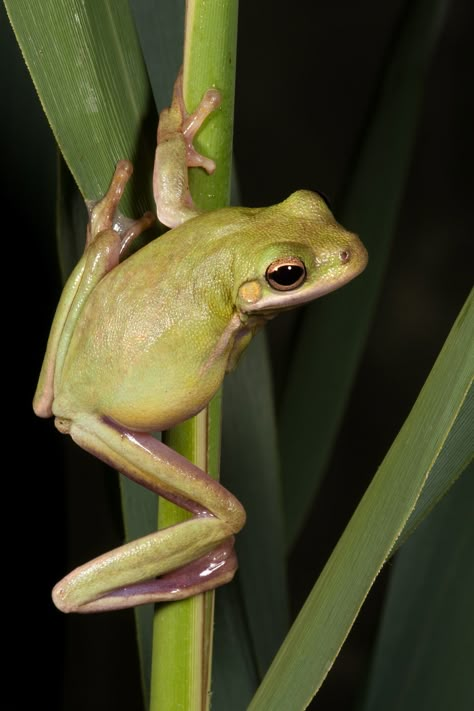 Frosch Illustration, Green Tree Frog, Southern United States, Frog Illustration, Frog Pictures, Funny Frogs, Frog Art, Animal Reference, Tree Frog