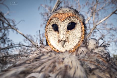 Barn Owl Costume, Barn Owl Mask, Mask Paper, Owl Mask, Owl Costume, Mask Aesthetic, 2024 Halloween, Handmade Costumes, Diy Costume