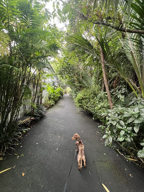 Sausage Dog Aesthetic, Walking Dachshund, Dog Walking Aesthetic, Walk Dog, Vision 2024, Walking City, Sausage Dogs, Dapple Dachshund, Dog Walk