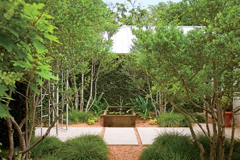 Heat-Tolerant Austin Garden Yard Entrance, Entry Courtyard, Austin Garden, Walk Ideas, Courtyard Entry, Backyard Garden Layout, Growing Grass, Backyard Garden Landscape, Small Backyard Gardens