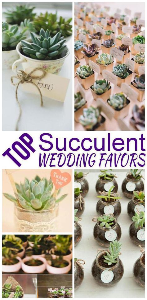 Wedding Favors! Find the best succulent wedding favors that your guests will love to take home as a gift. Great ideas for any wedding theme that you want to give out succulent favors to your guests. Fun, easy, unique and amazing ideas that you will want to see! Find the best succulent wedding favor ideas now! Affordable Wedding Favours, Succulent Wedding Favors, Inexpensive Wedding Favors, Succulent Favors, Wedding Favor Ideas, Cheap Favors, Candy Wedding Favors, Diy Party Favors, Best Wedding Favors