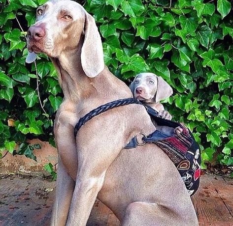 Ruck Sack, Weimaraner Puppies, Weimaraner Dogs, Funny Dog Pictures, Weimaraner, Puppy Pictures, Beautiful Dogs, Pet Grooming, Dog Pictures