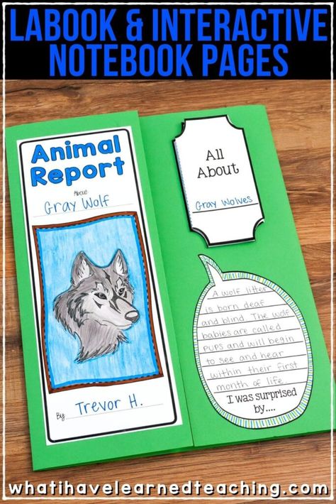 This Animal Report includes full-page and half-page report pages, as well as a lapbook, trifold, graphic organizers and more! The animal report can be used with ANY animal and is geared toward use in second grade, third grade, fourth grade, and fifth grade. It includes templates for animal appearance, habitat, diet, feeding, predators, and more. Teach students how to research and write animal reports #animalreport #reportwriting #secondgradereprot #thirdgradereport Animal Lapbook, Animal Report Template, Ag Club, Animal Research Project, Science Report, Animal Report, Informative Writing, Animal Lessons, Animal Studies