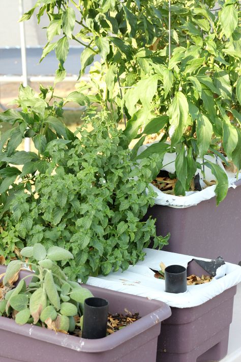 Easy Container Gardening: herbs growing in an Earthbox Earthbox Gardening, Peppers Growing, Gardening Veggies, Gardening Containers, Homemaking Ideas, Backyard Art, Herbs Growing, Tomatoes In Containers, Gardening Herbs