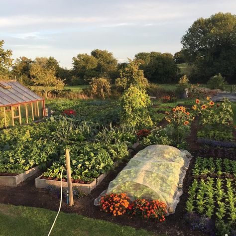 Another lovely evening, bed on right was planted to rocket and mustards just 17 days ago, down 10th August in modules Dream Backyard Garden, Future Farms, Farm Lifestyle, Plants Growing, Living Off The Land, Home Grown, Vegetable Garden Design, Community Gardening, Veggie Garden