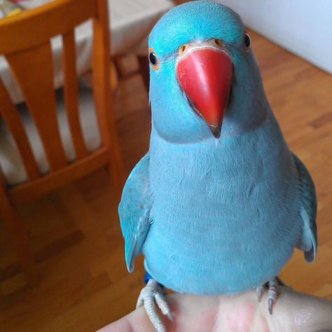 Parrot blue with a red beak Best Pet Birds, Ring Necked Parakeet, Ring Neck, Parrot Pet, Funny Parrots, Macaw Parrot, Most Beautiful Birds, Bird Supplies, Parrot Bird