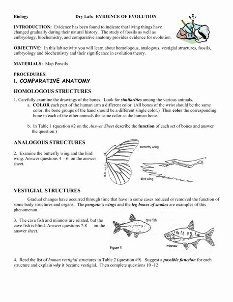 50 Evidence Of Evolution Worksheet Answers | Chessmuseum Template Library Evidence Of Evolution, Complex Sentences Worksheets, Perimeter Worksheets, Homework Worksheets, Biology Worksheet, Linear Function, Lab Activities, Activity Worksheet, Complex Sentences