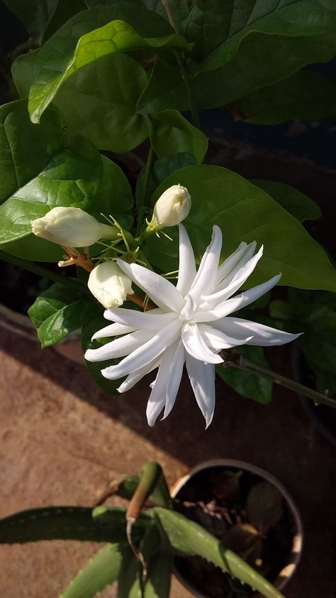 Breeze Garden ☘️🌼💚 Chameli Flower, Trachelospermum Jasminoides, Evergreen Vines, Jasmine Plant, Nature Photography Flowers, Farm Paintings, Star Jasmine, Attracting Beneficial Insects, Photography Flowers