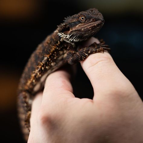 Red Monster Bearded Dragon by Biblical Dragons Black Bearded Dragon, Bearded Dragon Pet, Pretty Reptiles, Beard Dragon, Red Bearded Dragon, Bearded Dragon Colors, Baby Bearded Dragon, Red Monster, Dream Pet