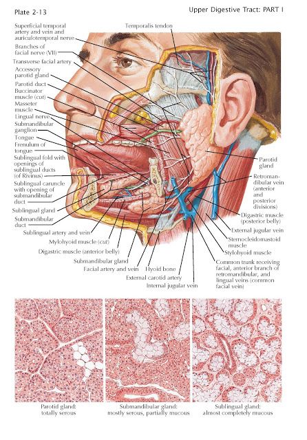 Salivary Glands   Numerous glands secrete the watery, somewhat viscous fluid known as saliva into the oral cavity. Small salivary glands ... Head And Neck Anatomy, Neck Anatomy, Unclog Arteries, Salivary Glands, Parotid Gland, Unhealthy Lifestyle, Gross Anatomy, Salivary Gland, Facial Nerve