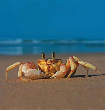 Ghost crab Spiritual Mindset, Ocean Background, Creature Marine, Cnidaria, Sea Crab, Sound Music, Crab And Lobster, Classical Piano, Background Hd