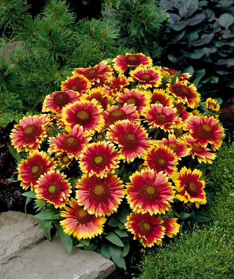 25 Best Perennials with Orange Flowers | Balcony Garden Web High Country Gardens, Blanket Flower, Best Perennials, Sun Perennials, Meteor Garden 2018, Garden Wallpaper, Red Petals, Sun Plants, Hardy Perennials