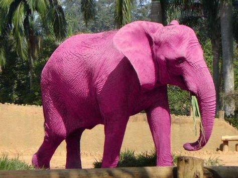 AMAZING PINK ELEPHANTS :-    Pink elephants can be found in some regions of India. Because of the red soil, elephants take on a permanent pink color because they spray dust over their bodies to protect themselves from insects. Tout Rose, Elephant Pictures, Elephants Photos, I Believe In Pink, Elephant Love, Elephant Art, Pink Panthers, Tickled Pink, Pink Elephant