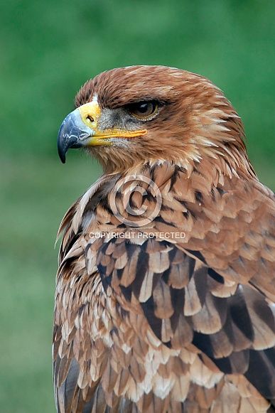 The Tawny Eagle Pastel Reference, Tawny Eagle, Bird Of Prey, Artistic Inspiration, Birds Of Prey, Bald Eagle, Artist Inspiration, Eagles, The Family