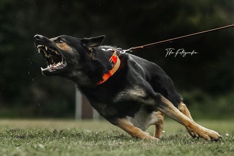 Tactical Dog Gear, Canine Reference, German Sheperd Dogs, Angry Dog, Fox Dog, Scary Dogs, Dog Attack, Dog Poses, Pretty Dogs